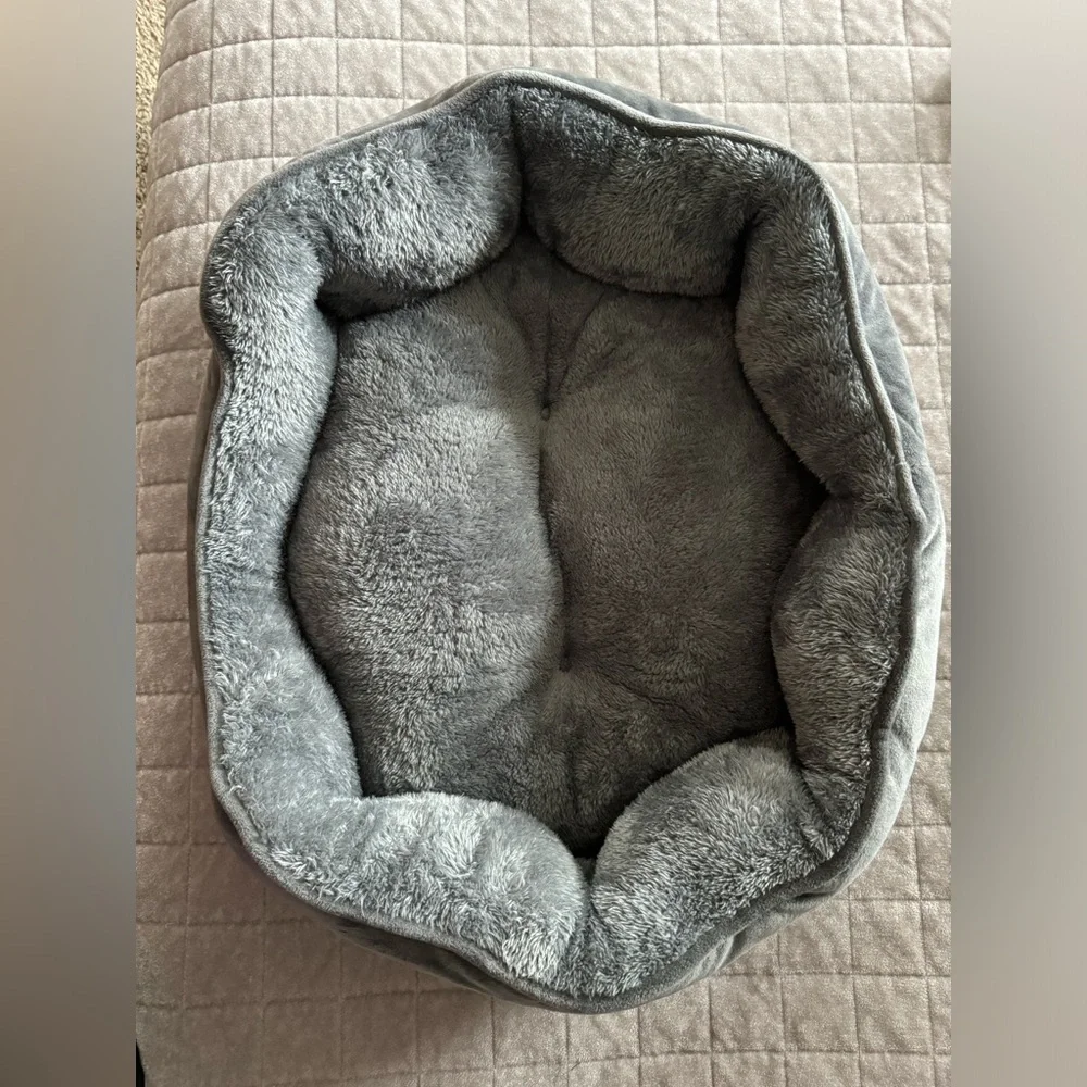 Asvin small dog