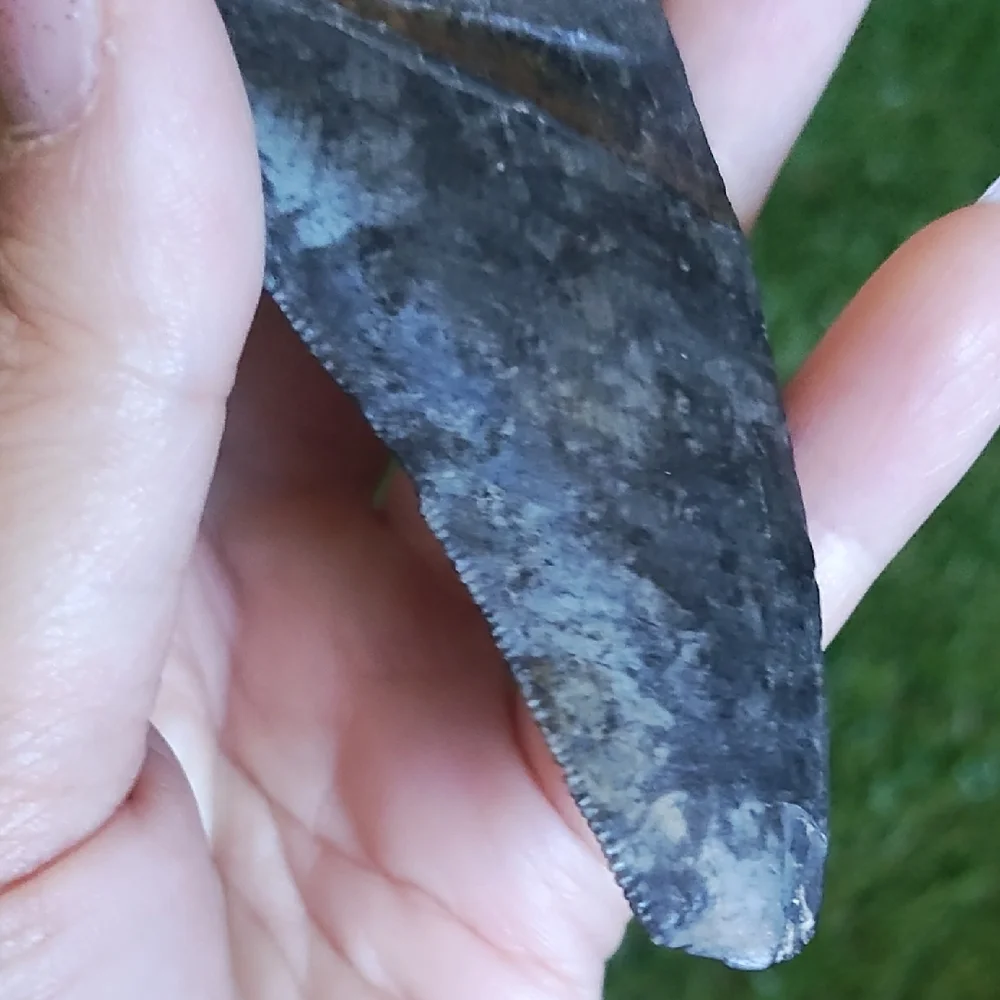 Megalodon FOSSIL TOOTH