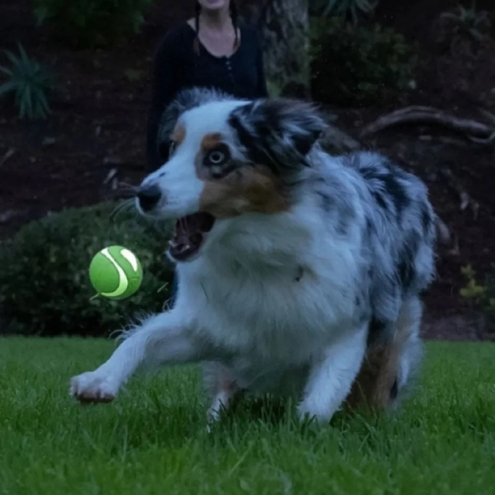 chuckit! chuckit max
