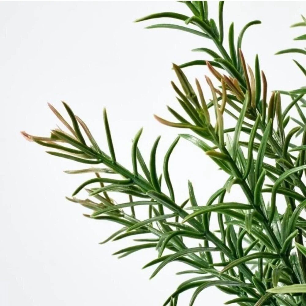 Threshold small pine