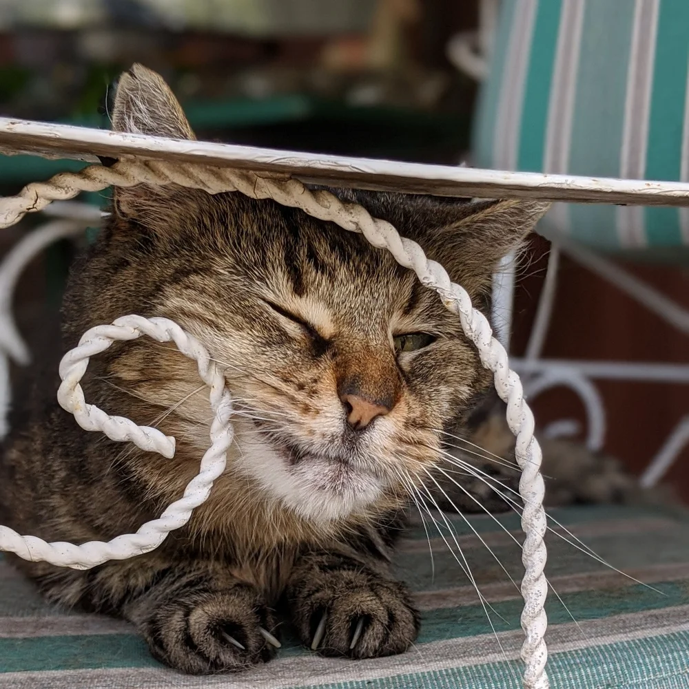 Handmade 😺this listing
