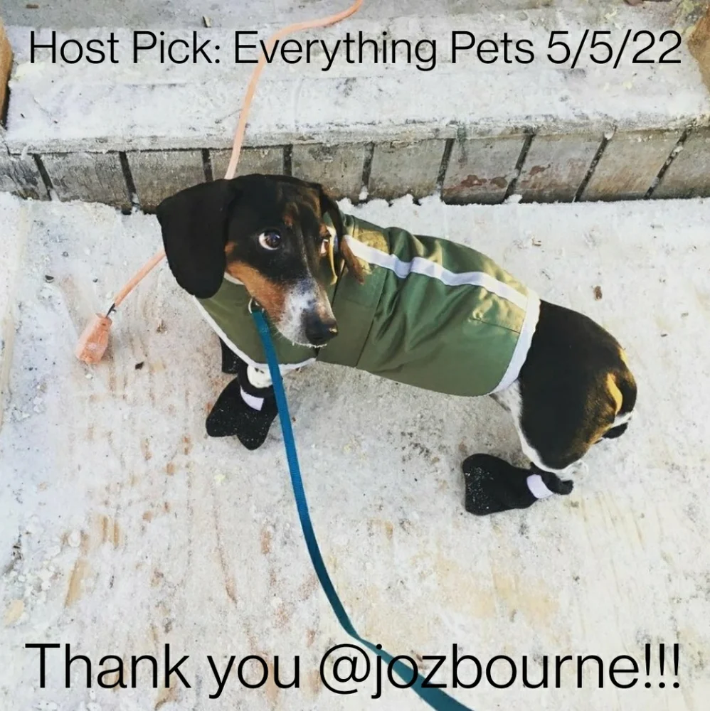 🎉3X Host Pick🎉 Like new reversible dog coat