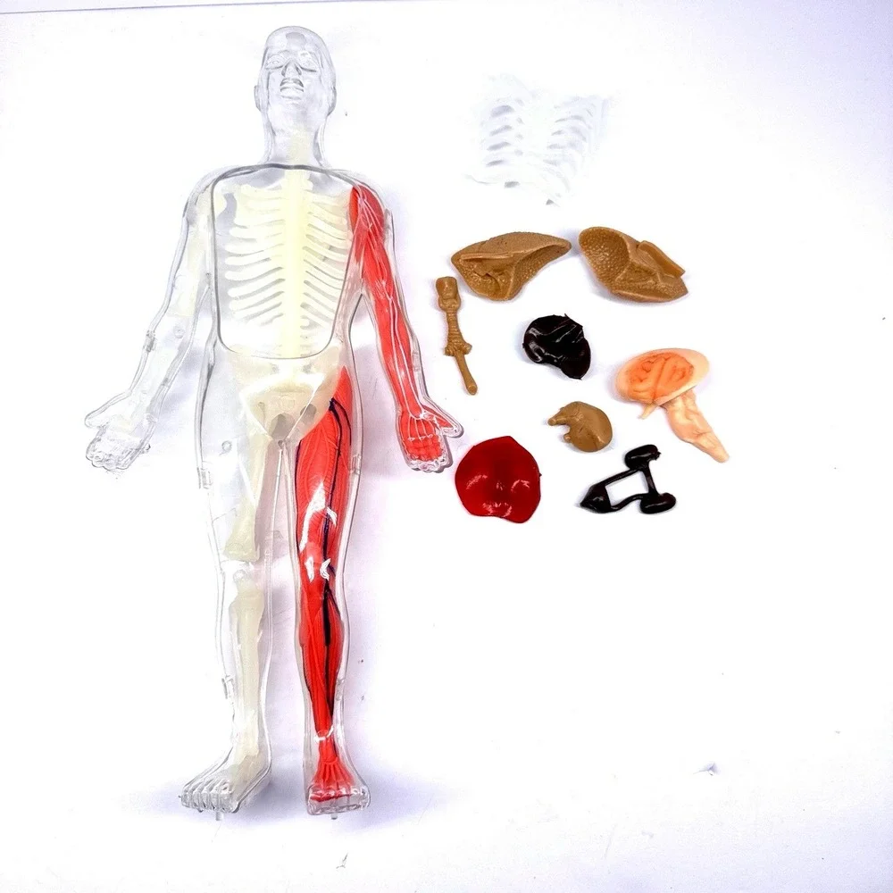 Human Anatomy Body Model‎ Figure w Removable Organs Educational READ