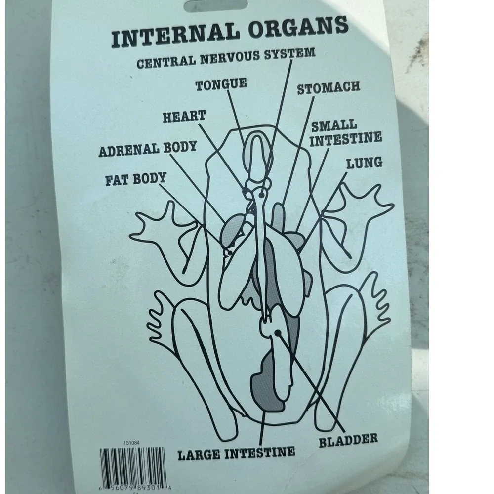 Educational frog anatomy