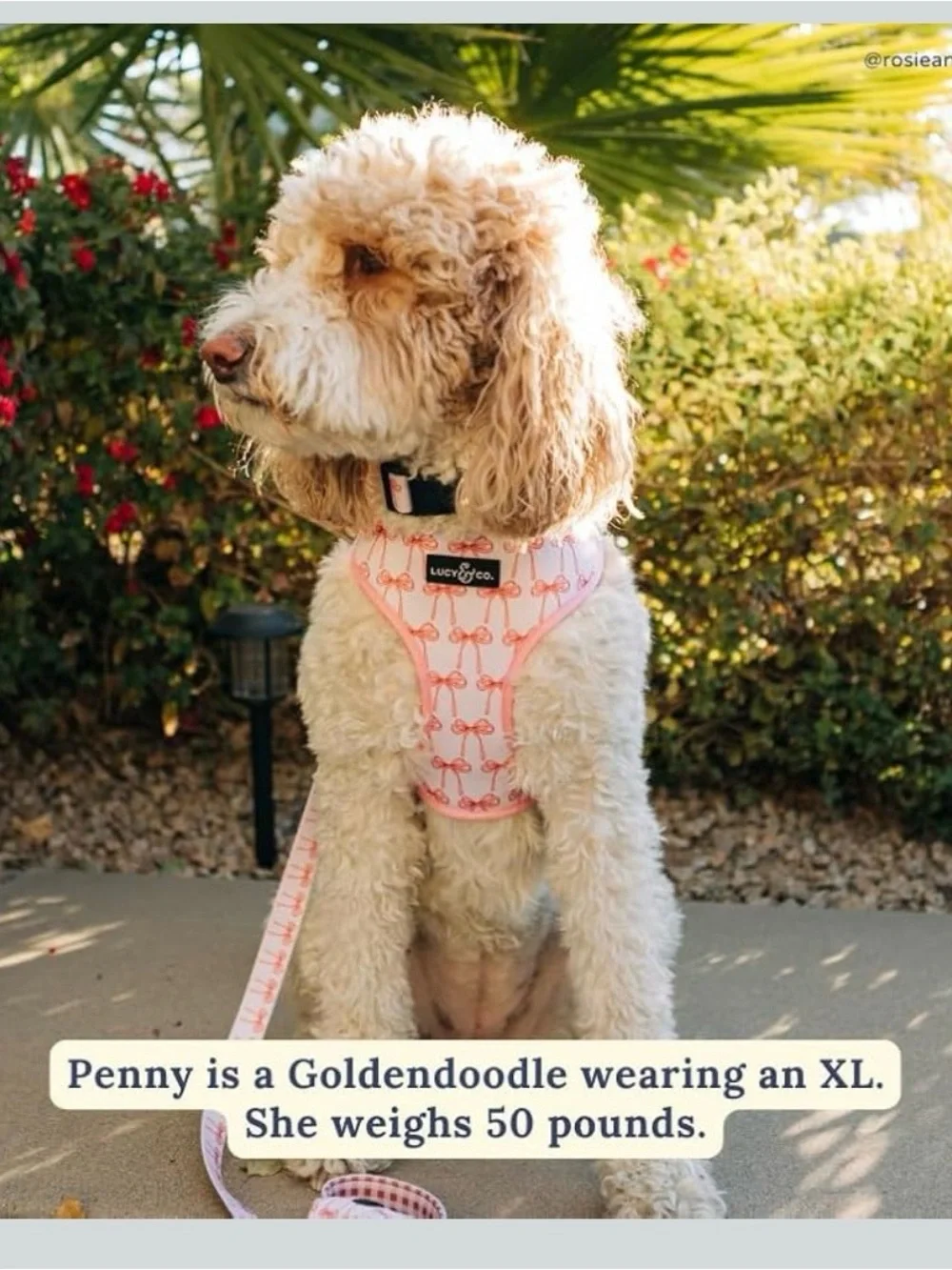 Lucy & Co. harness bow comfortable