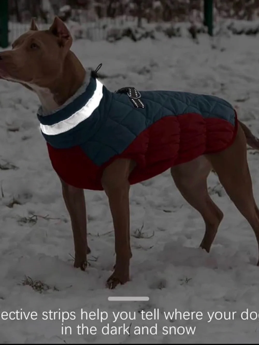 Dog Quilted Winter Coat - Blue and Red