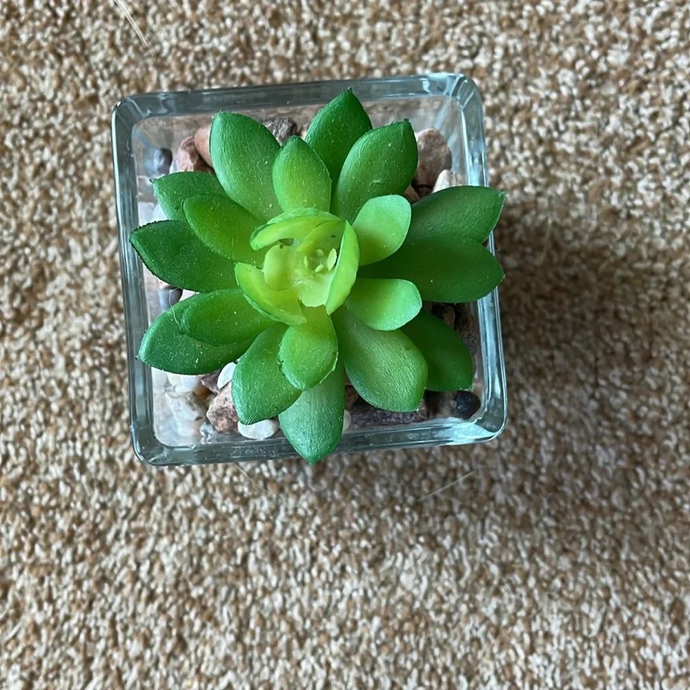 Square Glass faux Succulent