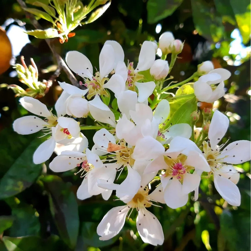 Handmade neroli blossom