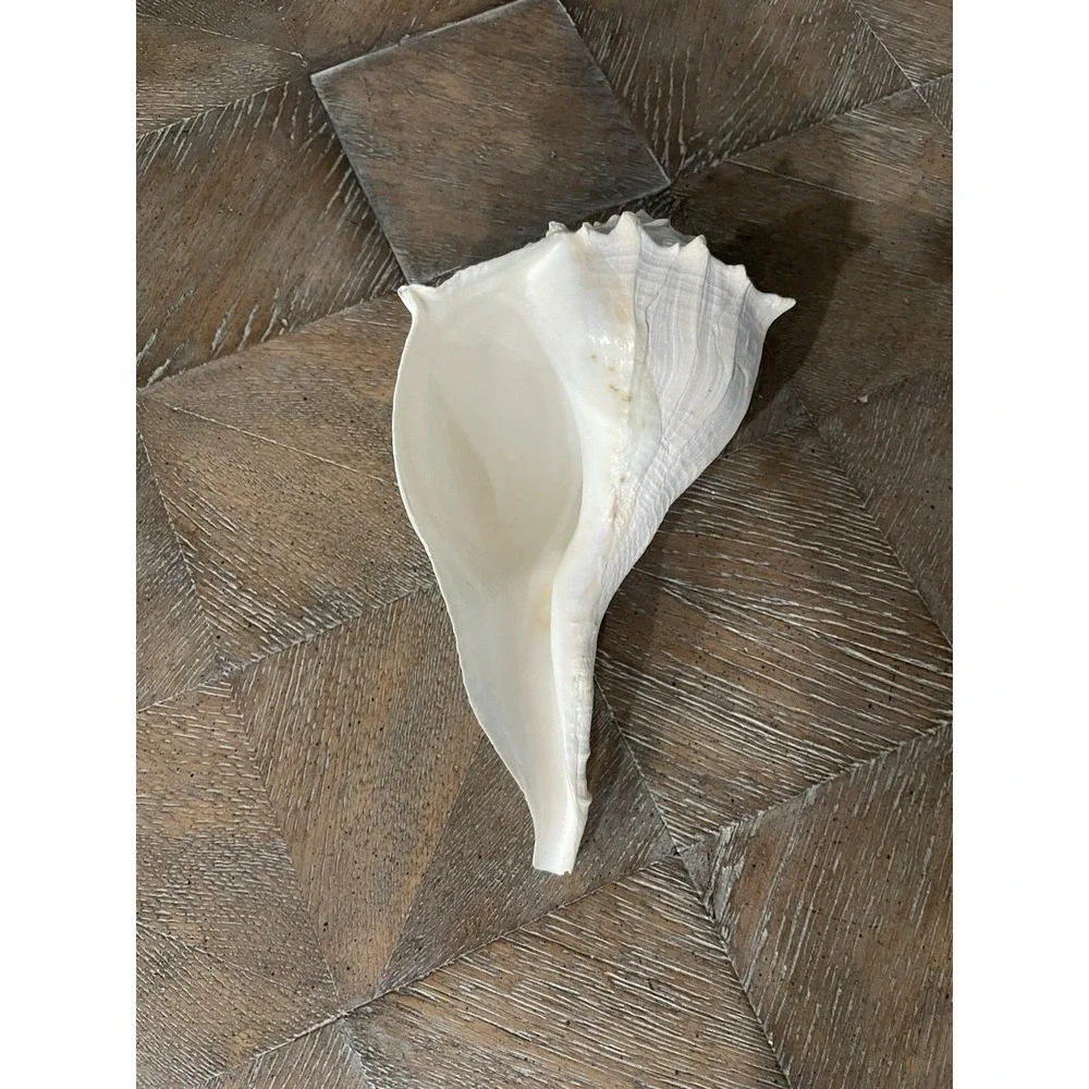 N/A lightening whelk