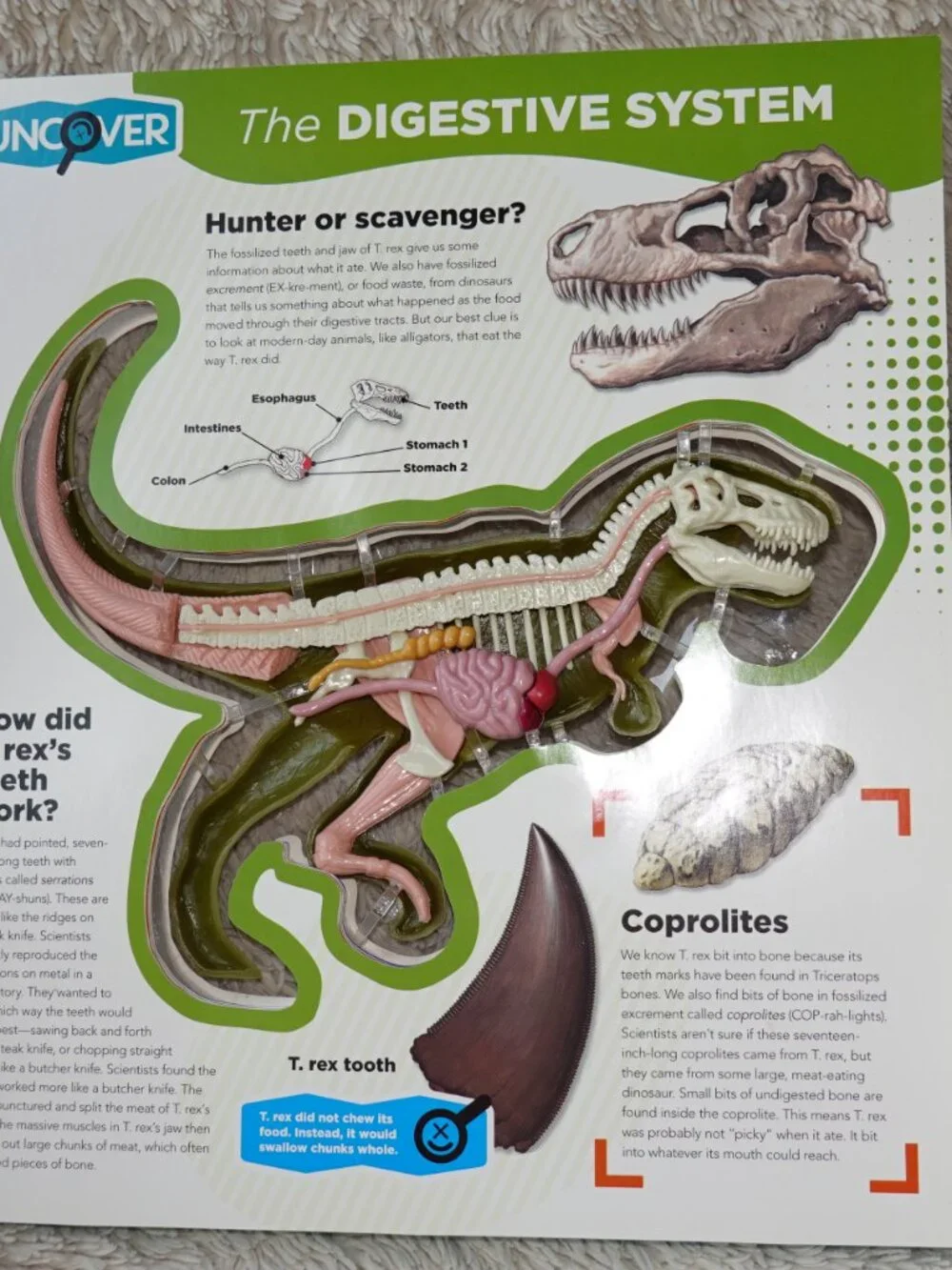 Silver Dolphin uncover rex