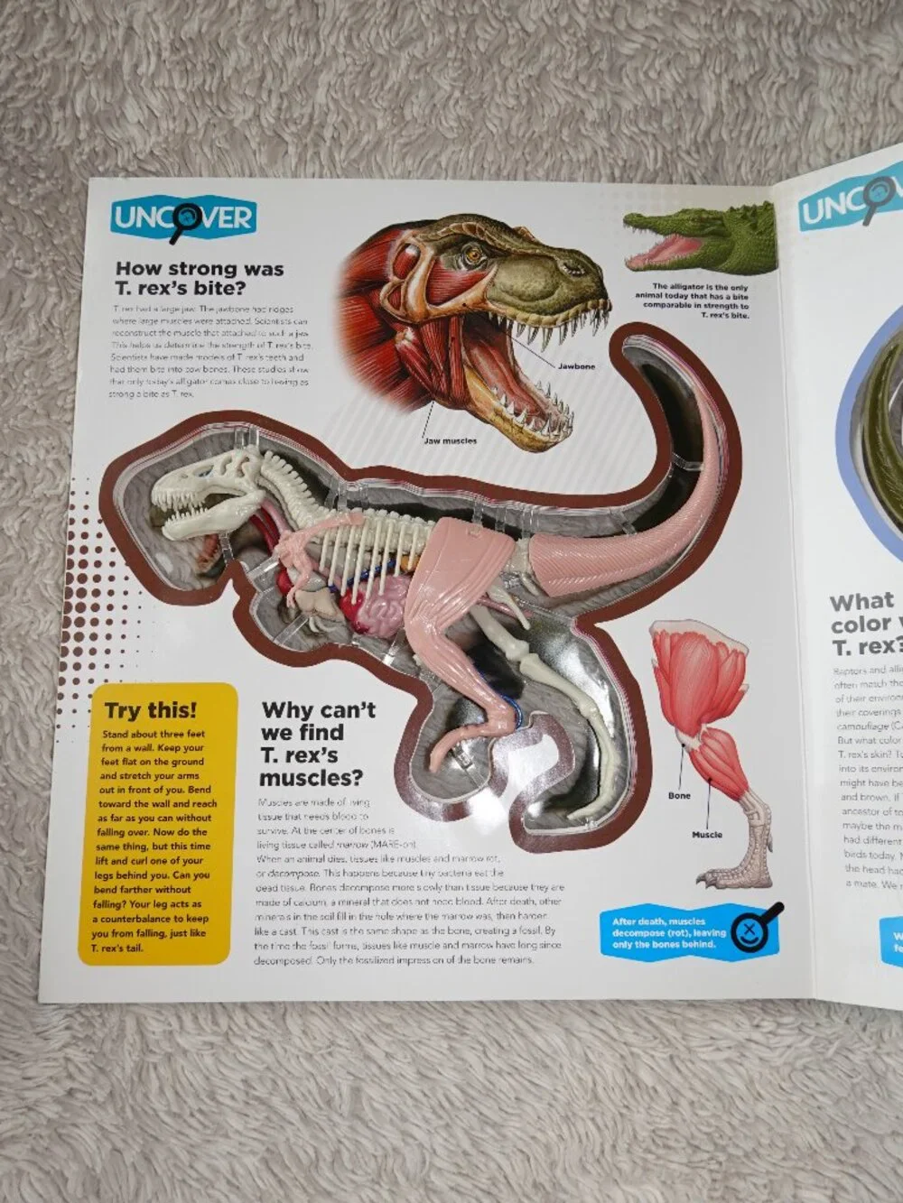 Silver Dolphin uncover rex