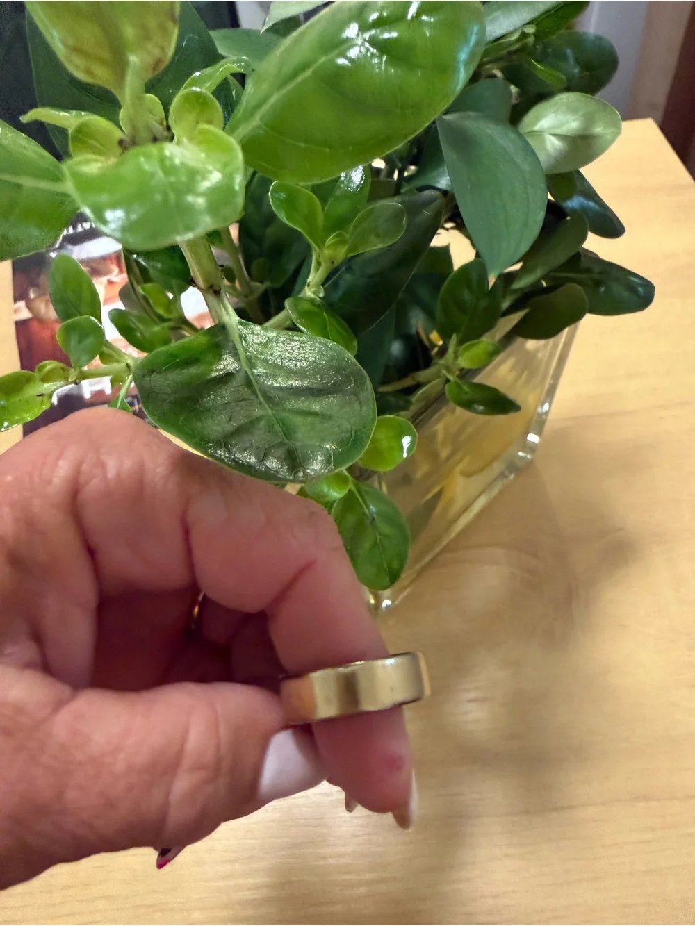 Oura gently used