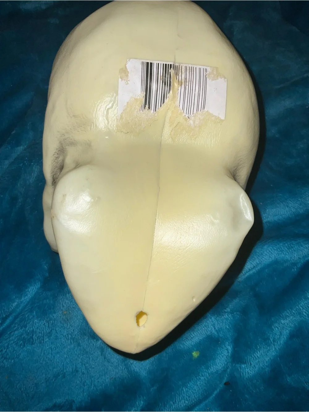N/A vibrant skull
