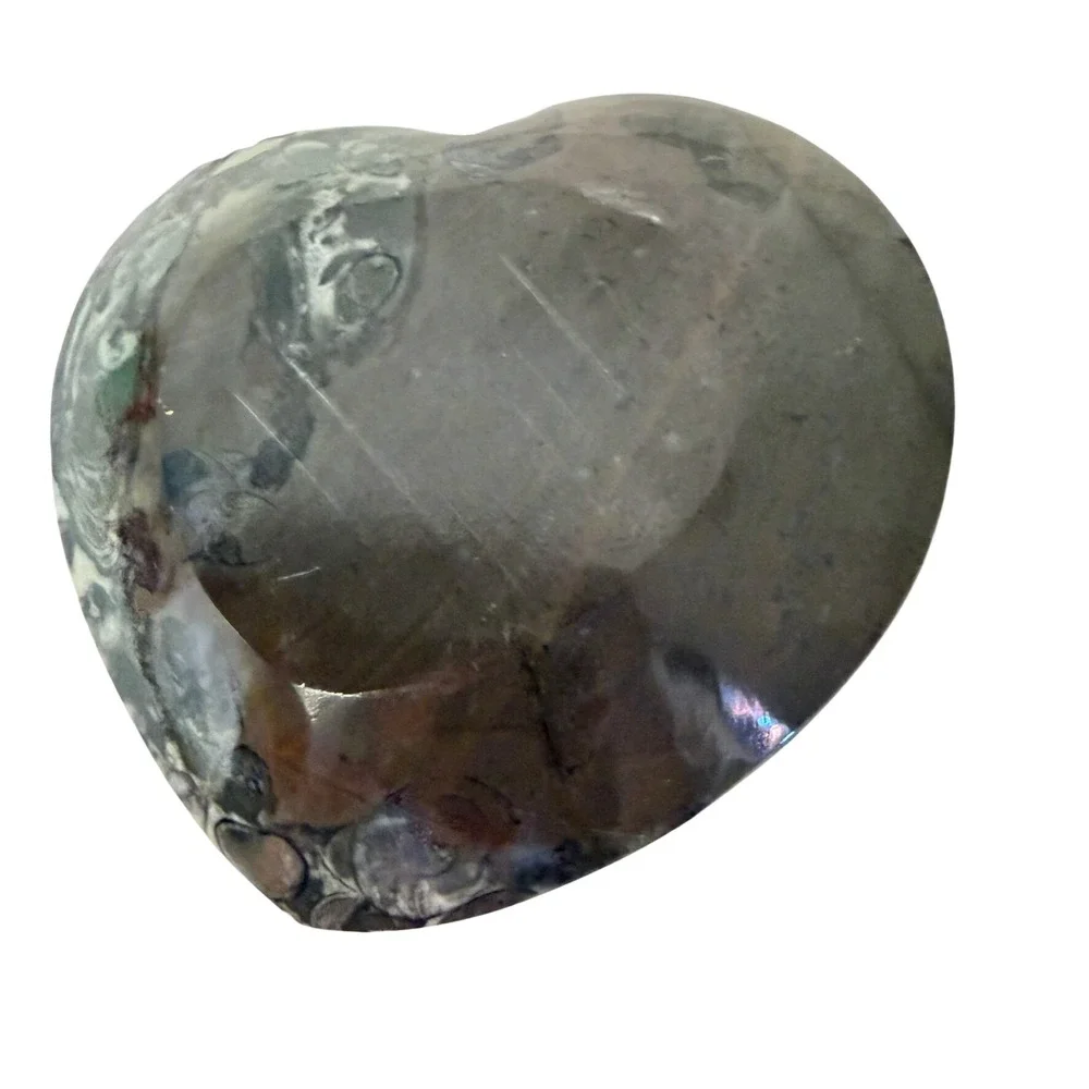 Unbranded polished ammonite