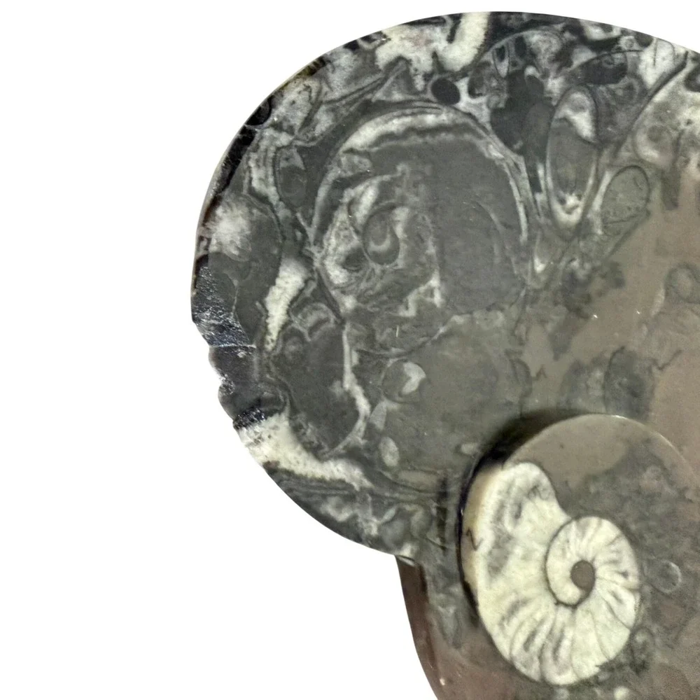 Unbranded polished ammonite