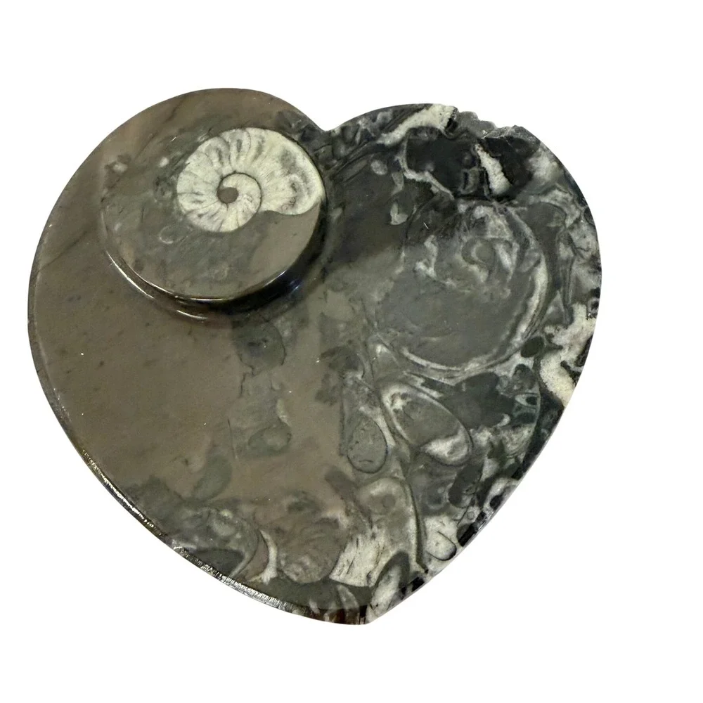 Unbranded polished ammonite