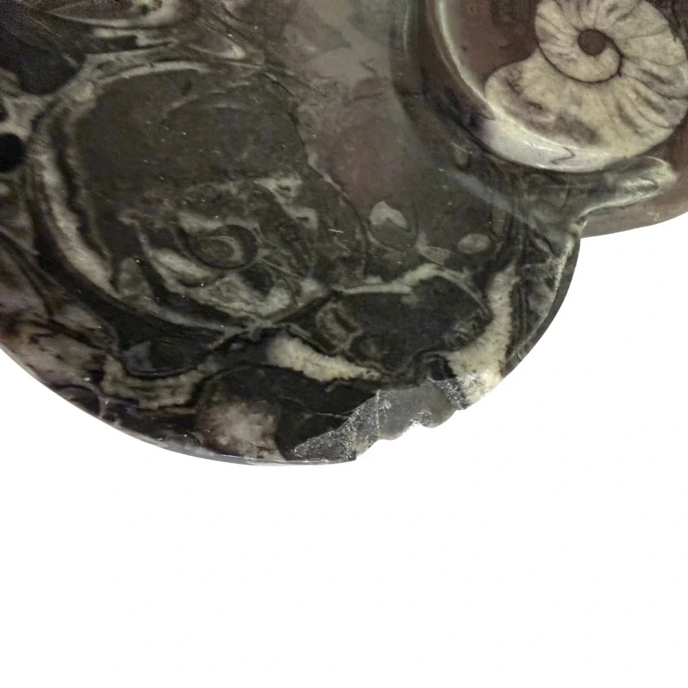Unbranded polished ammonite