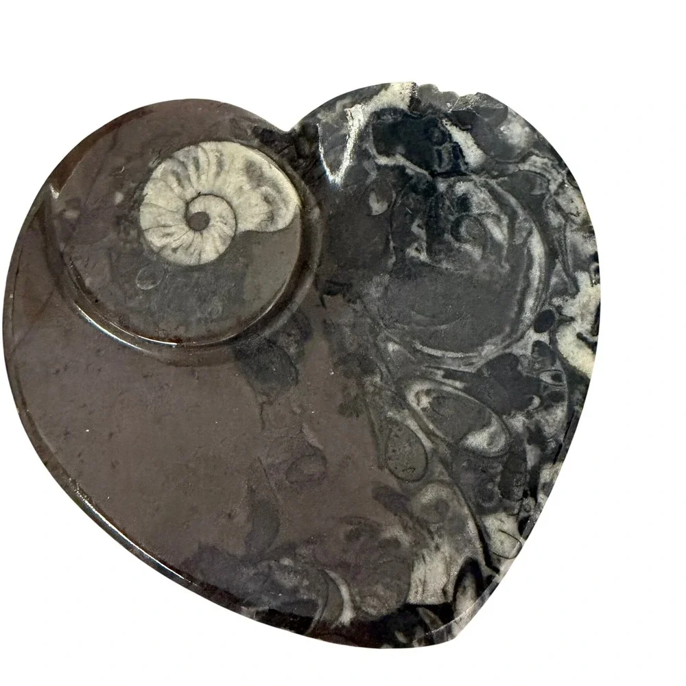 Unbranded polished ammonite
