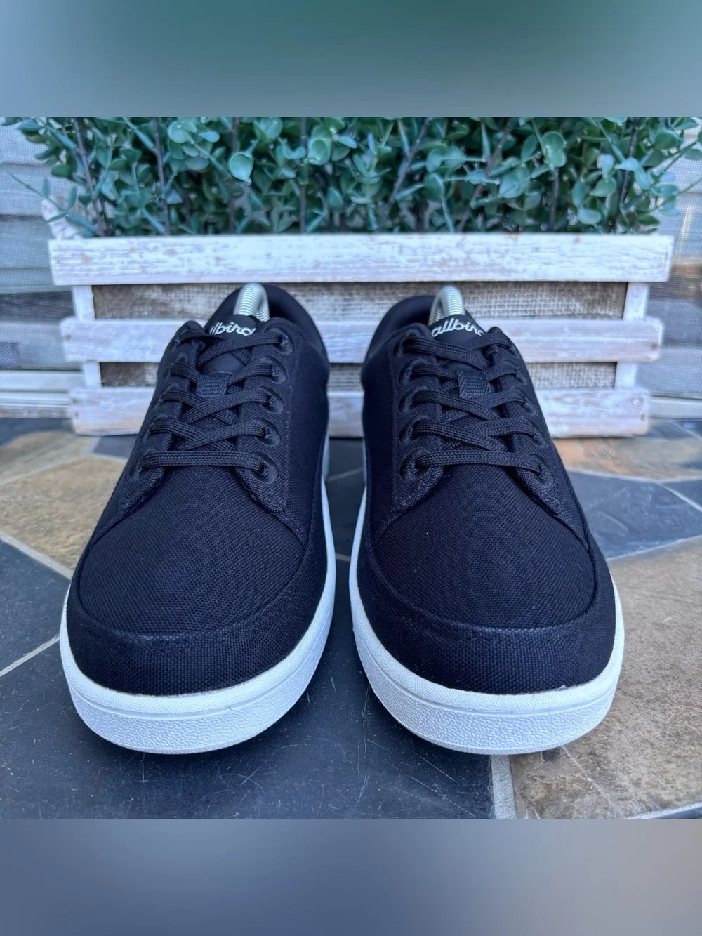 allbirds canvas pacer