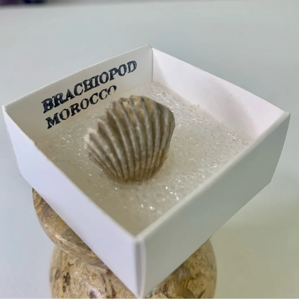 Brachiopod Fossil Rhynchoellida Boujdour Western Sahara Morocco Cretaceous Boxed