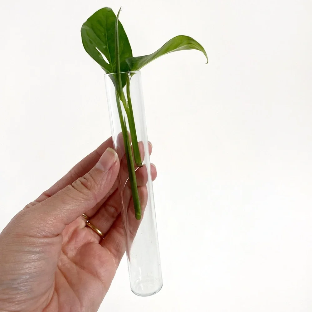 Minimalist Propagation Station Vintage Glass Test Tube Planter Plant
