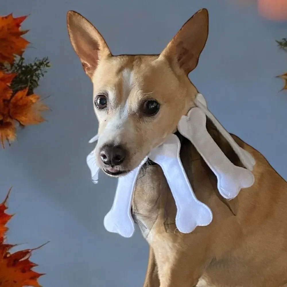 Halloween Costume Dog Decorative Collar
