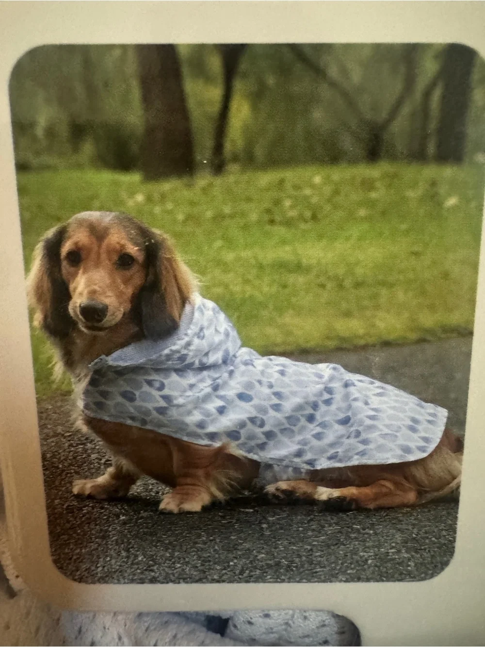 Koolaburra by UGG - Water-Resistant Light Blue Leaf Dog Raincoat with Hood