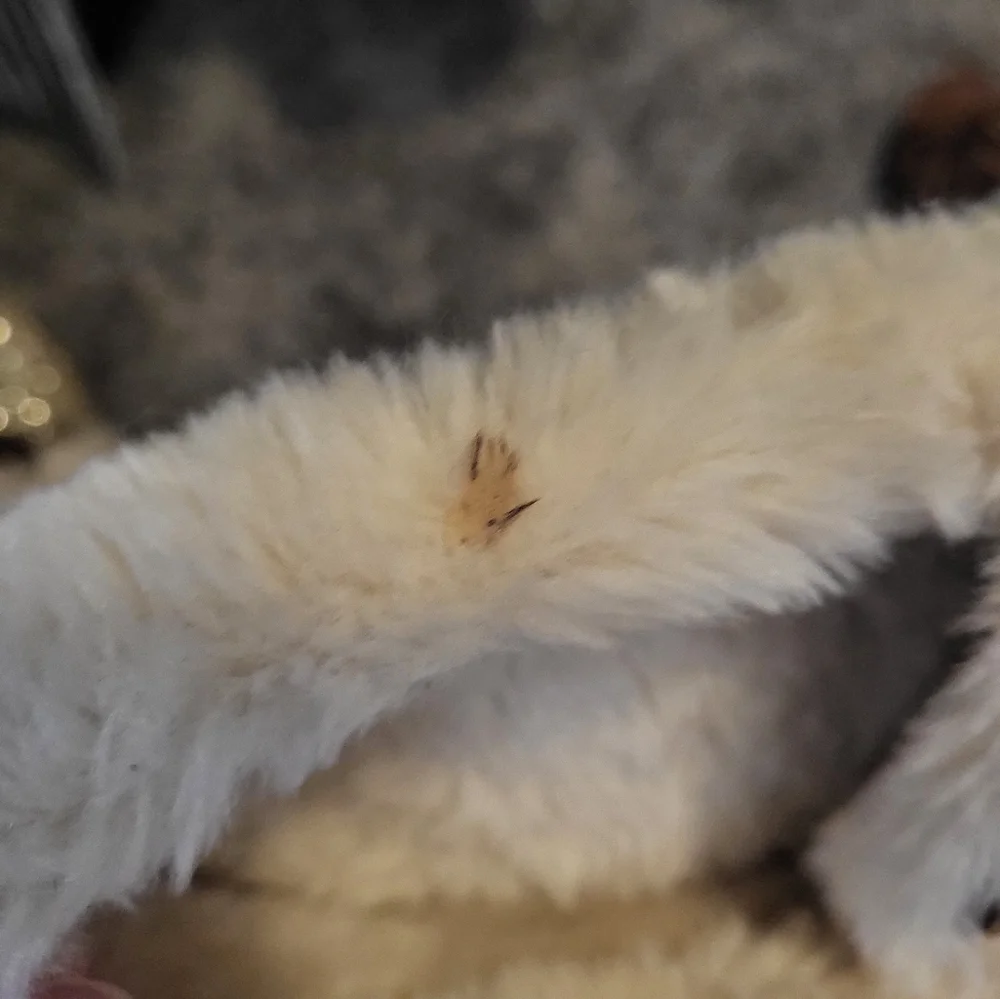 J. Crew glam slippers