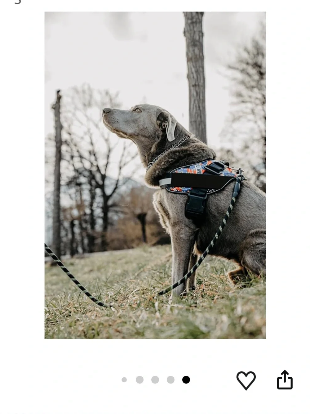 Doggy Kingdom blue harness