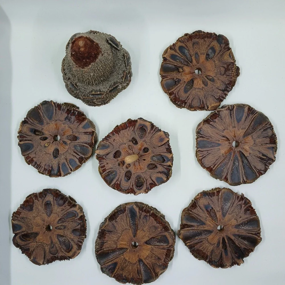 The Unbranded Brand coasters banksia