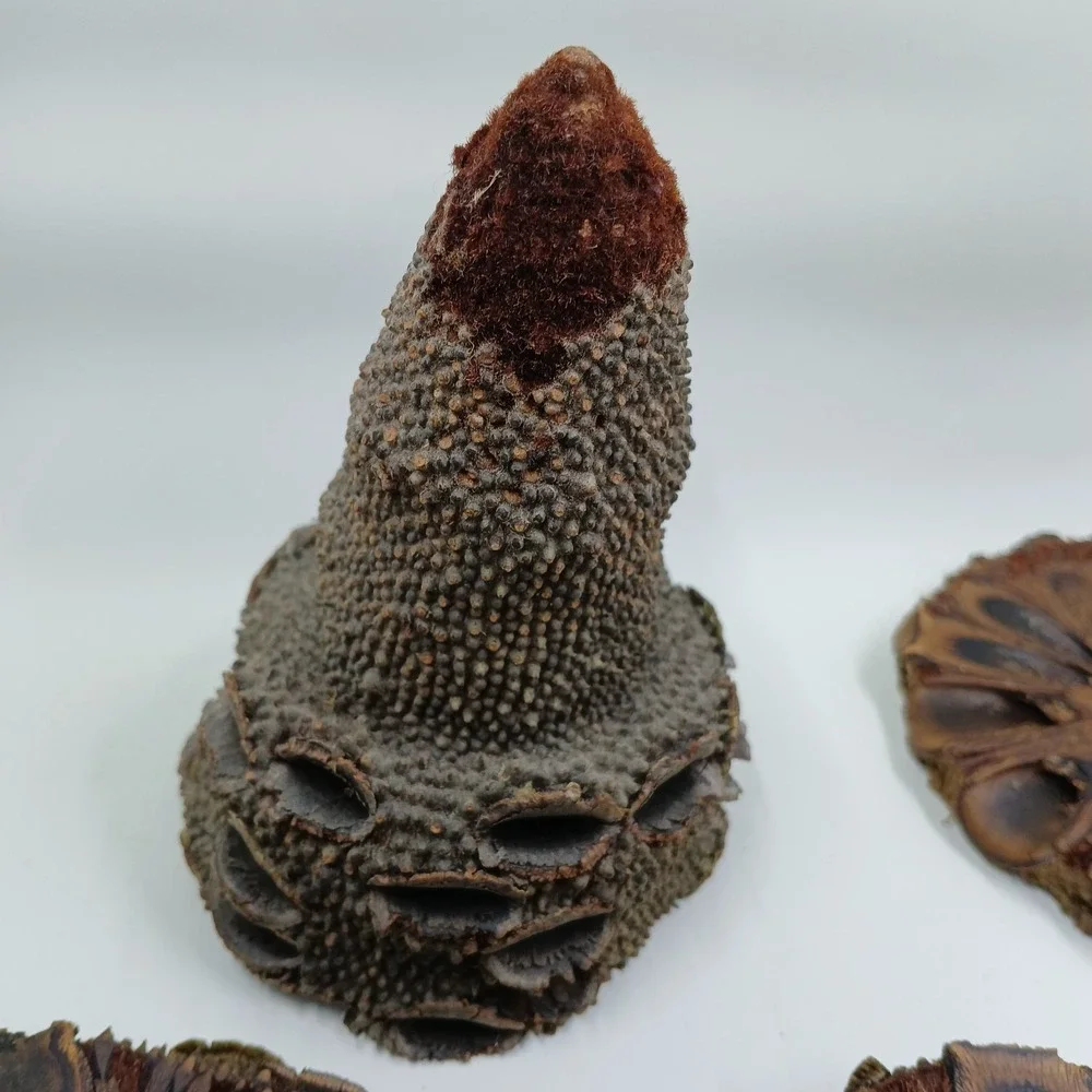 The Unbranded Brand coasters banksia