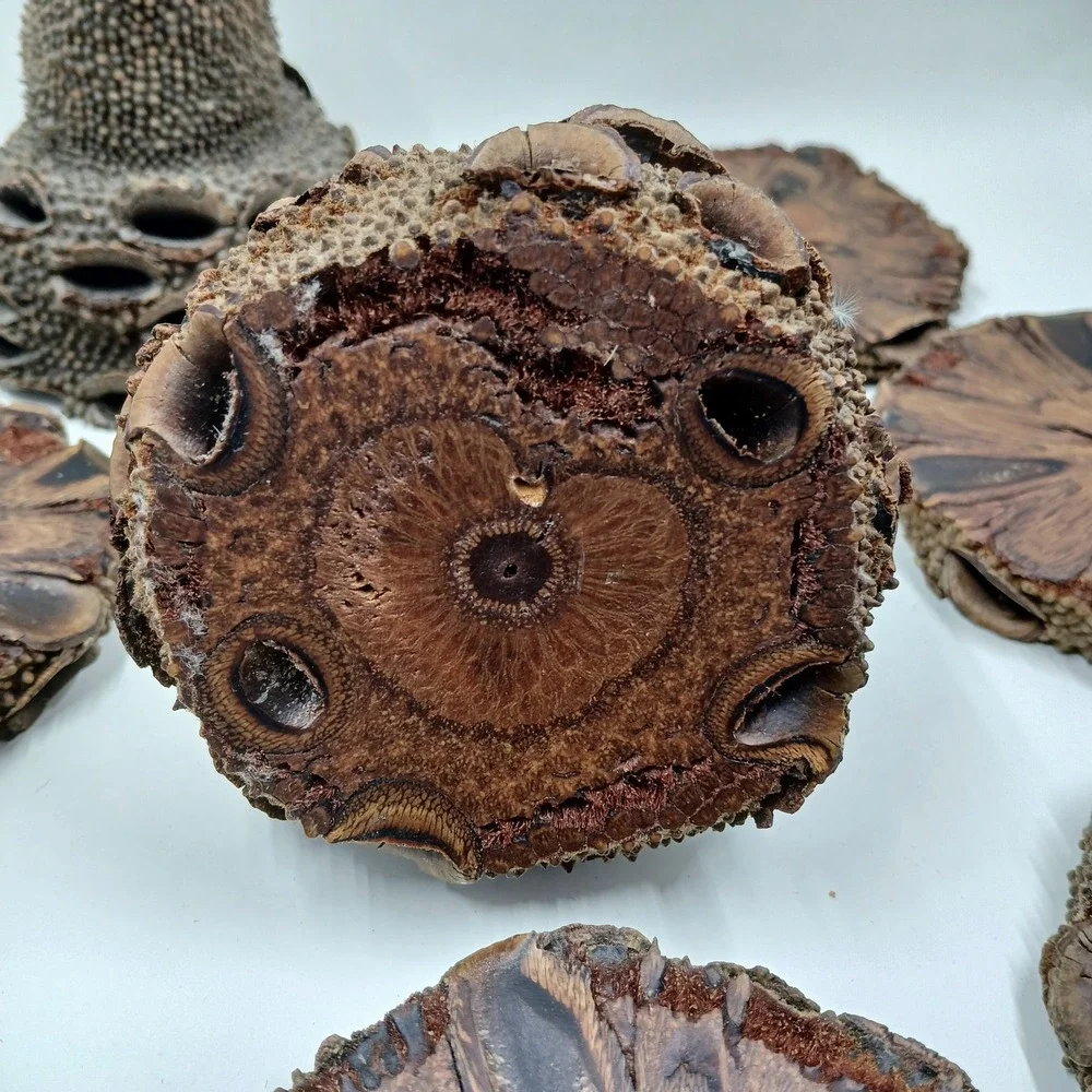 The Unbranded Brand coasters banksia