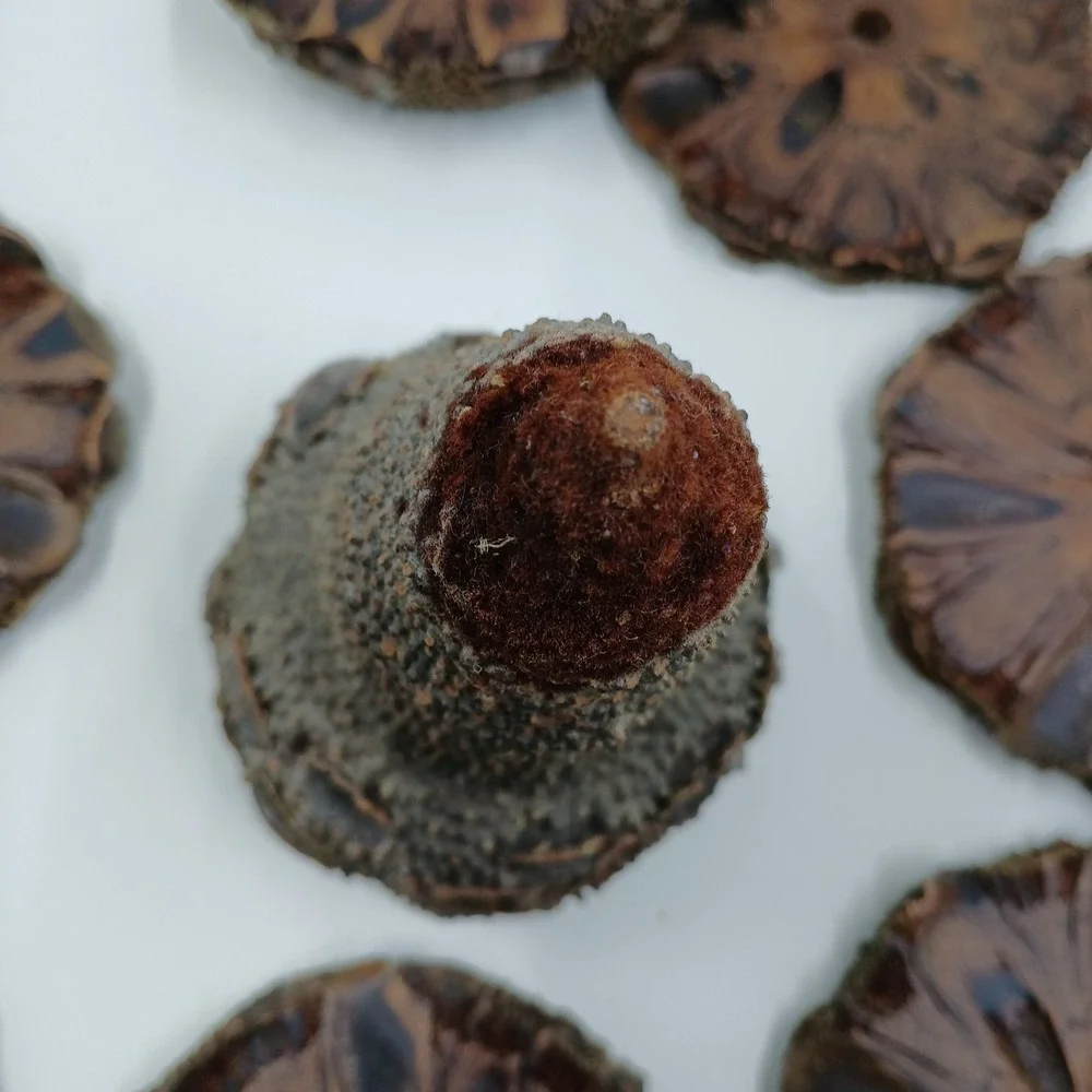 The Unbranded Brand coasters banksia