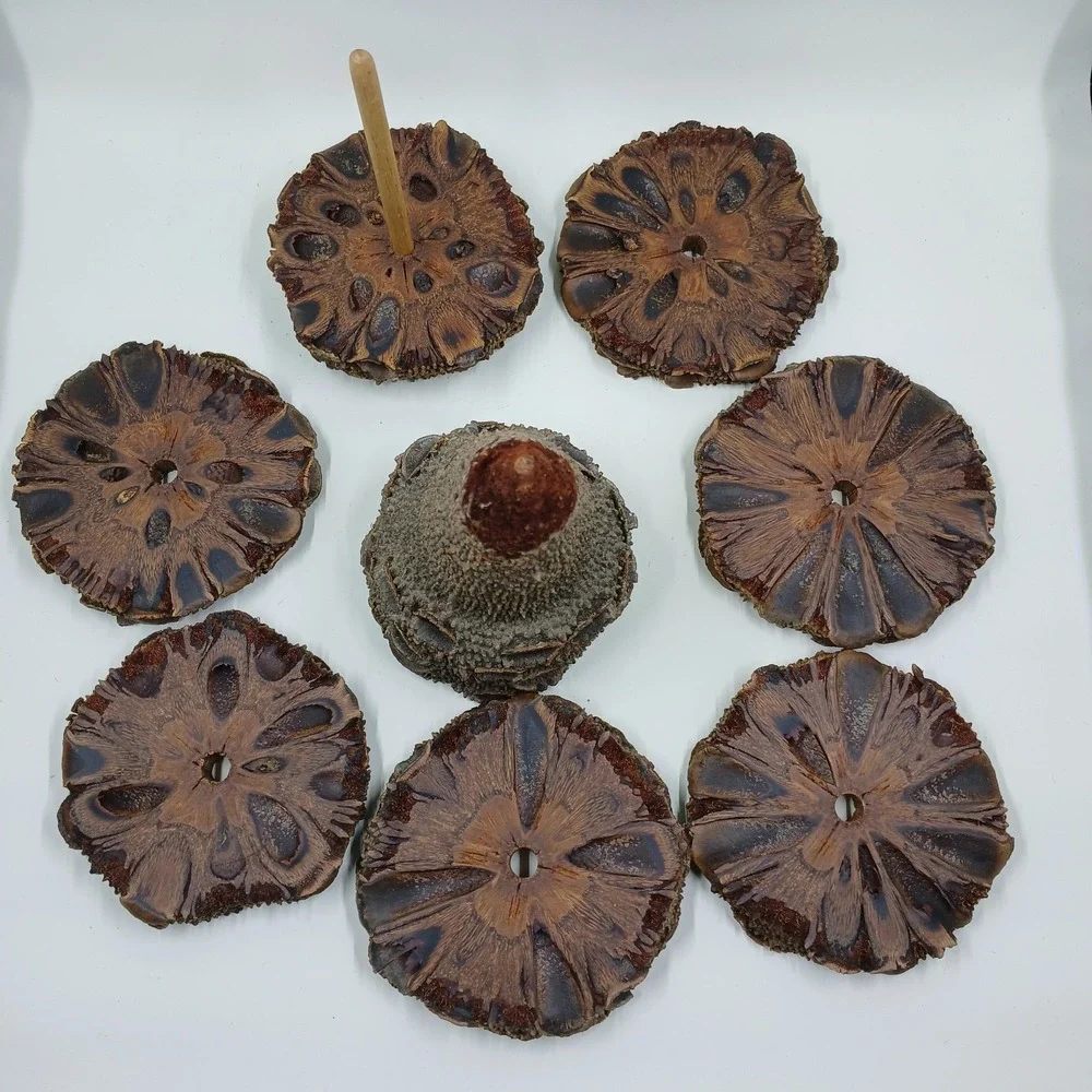 The Unbranded Brand coasters banksia