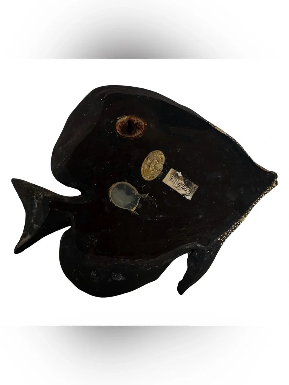 Sailfin Ting vibrant hand
