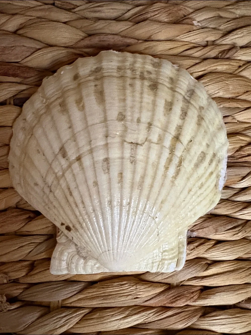 N/A charming shell