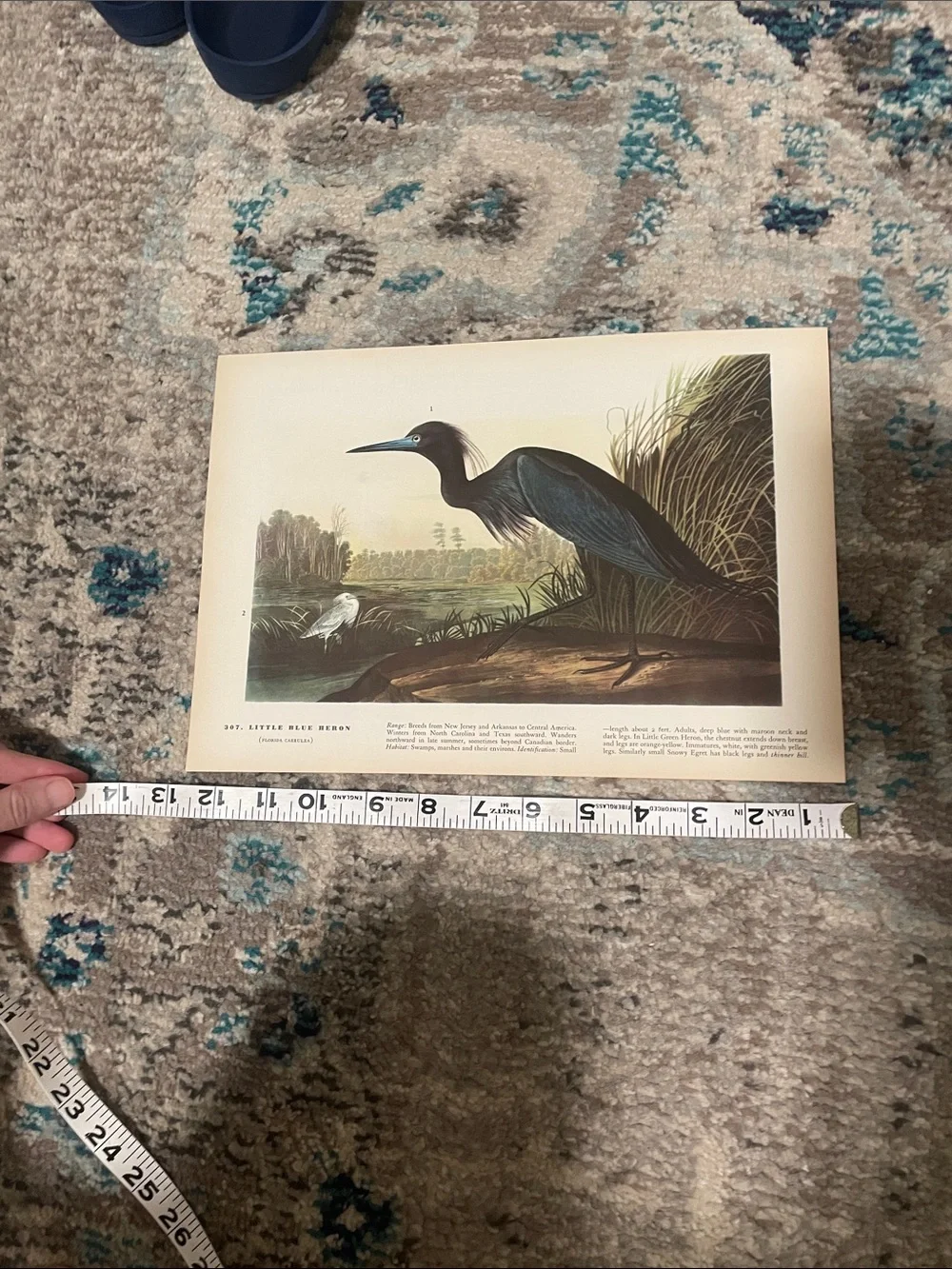 Vintage image shows
