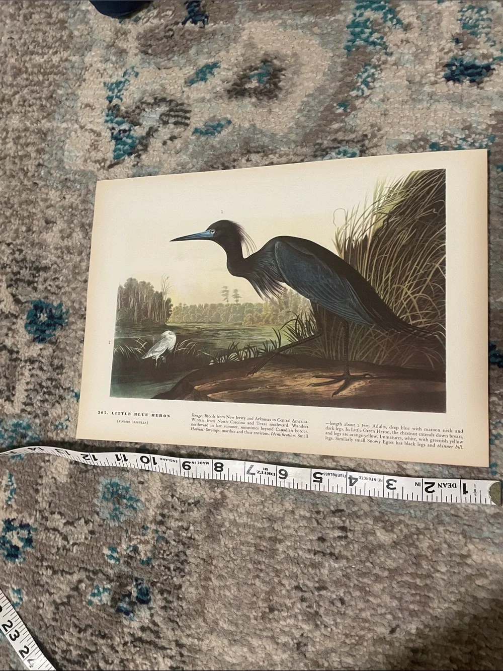 Vintage image shows