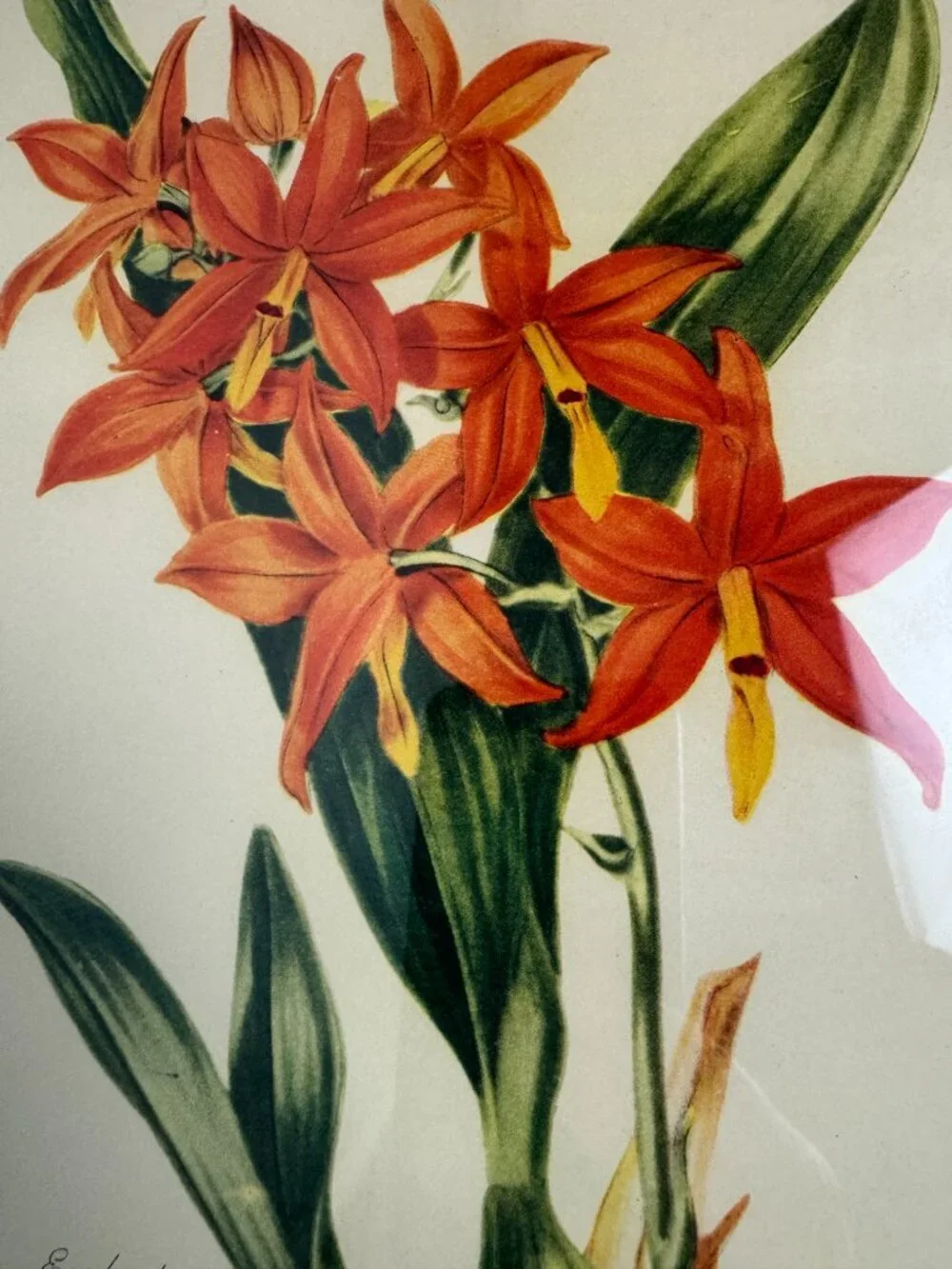 N/A vintage print