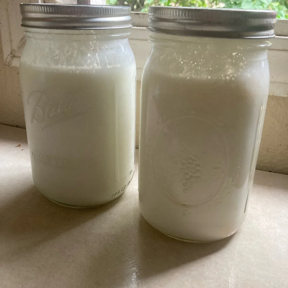 organic kefir organic healthy
