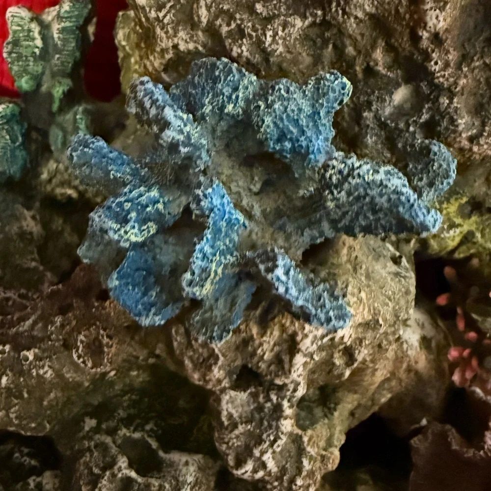 N/A intricate coral
