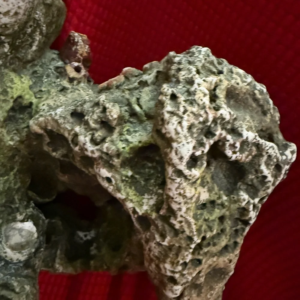 N/A intricate coral