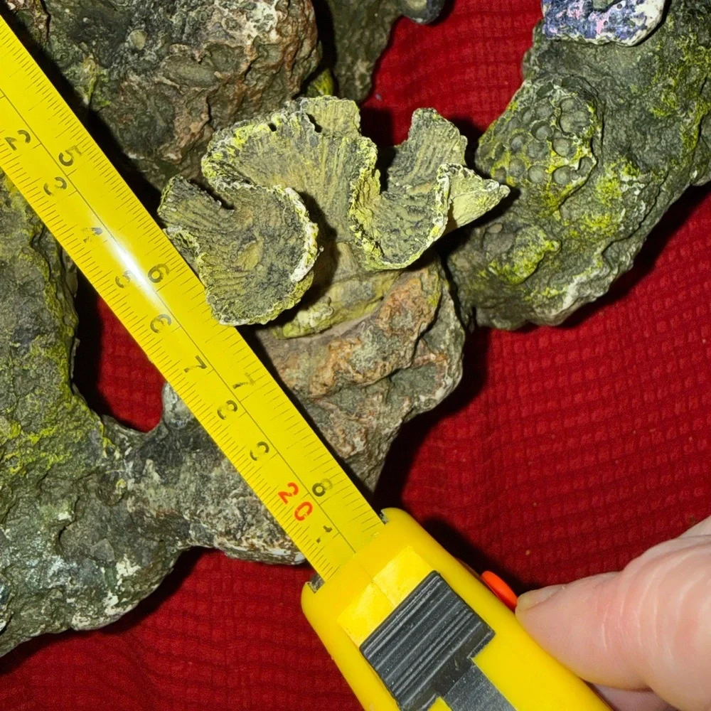 N/A intricate coral
