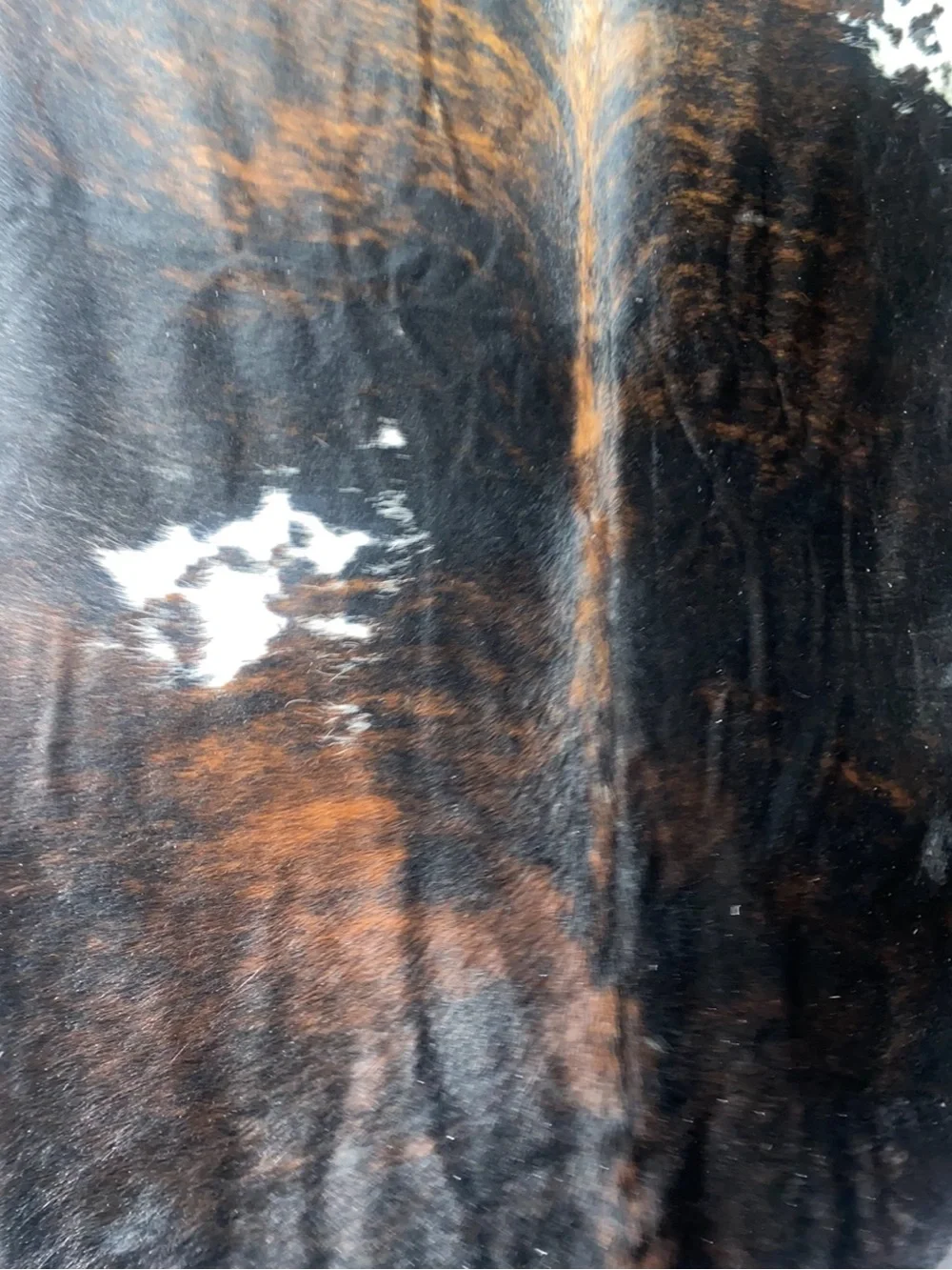 Cowhide authentic genuine