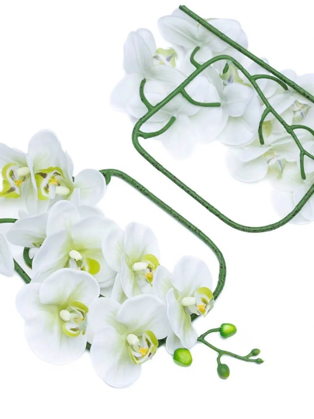 Dilatata elegant white