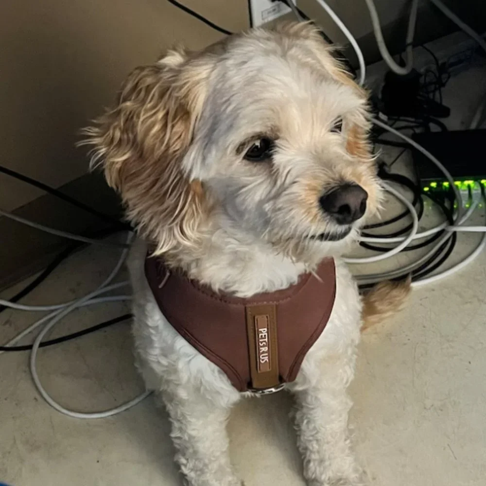 PETsRUS xxs 22