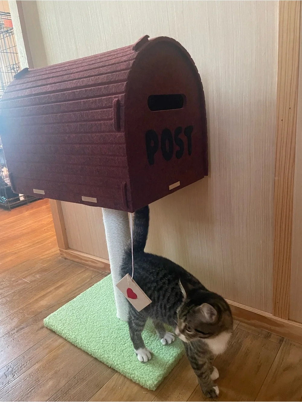 N/A mailbox cat