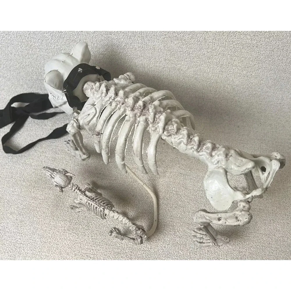 N/A halloween skeleton