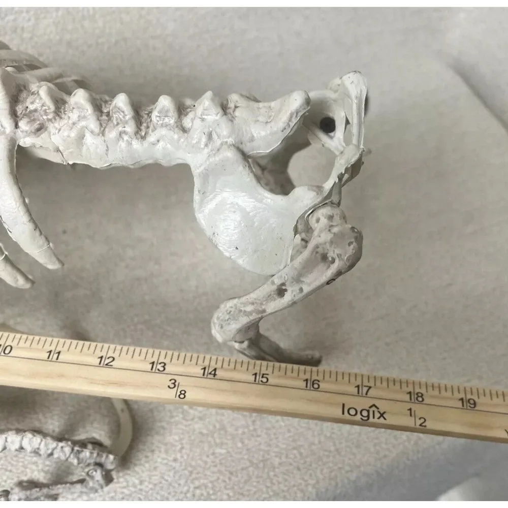 N/A halloween skeleton
