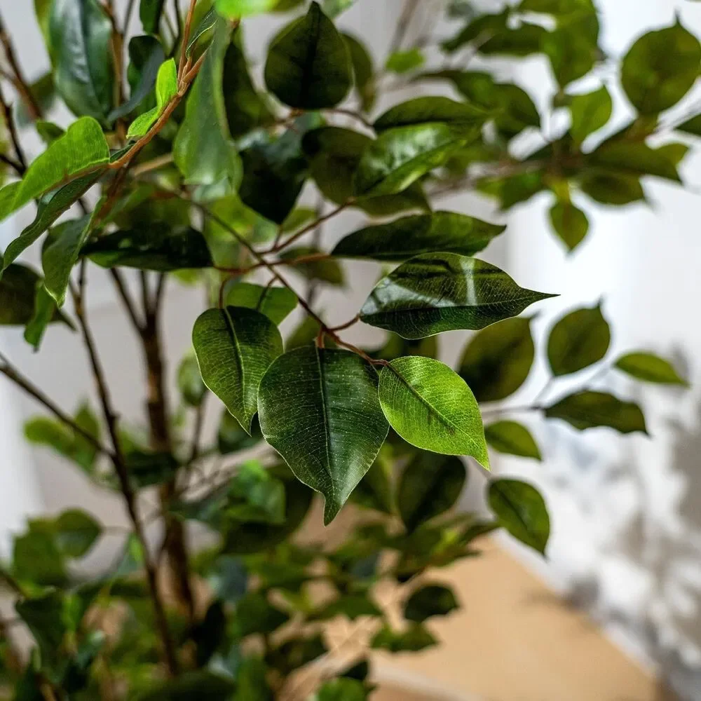 Bailikang artificial ficus